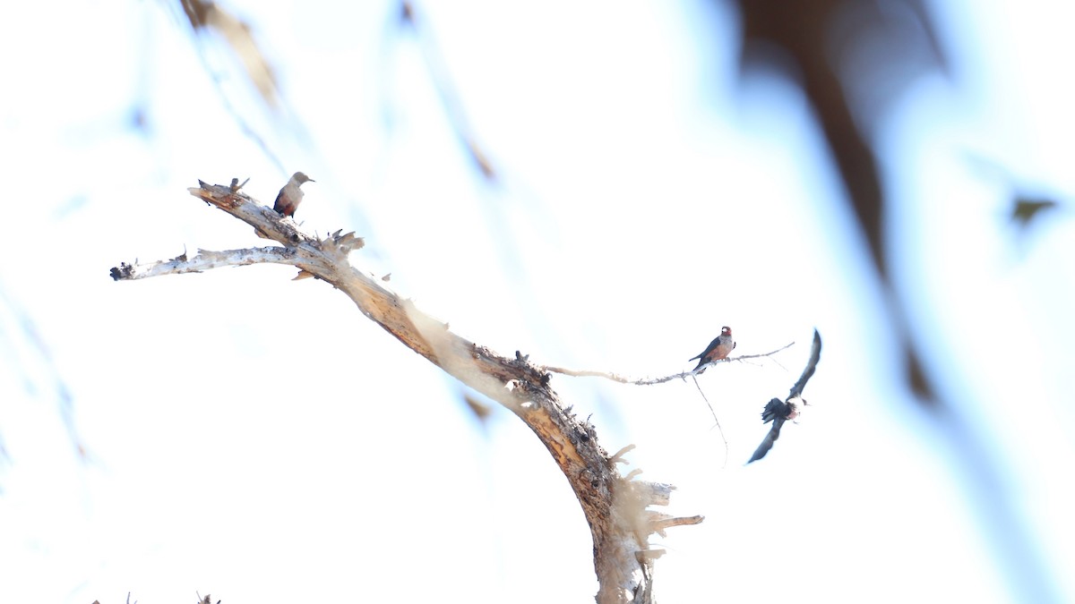 Lewis's Woodpecker - ML644133963