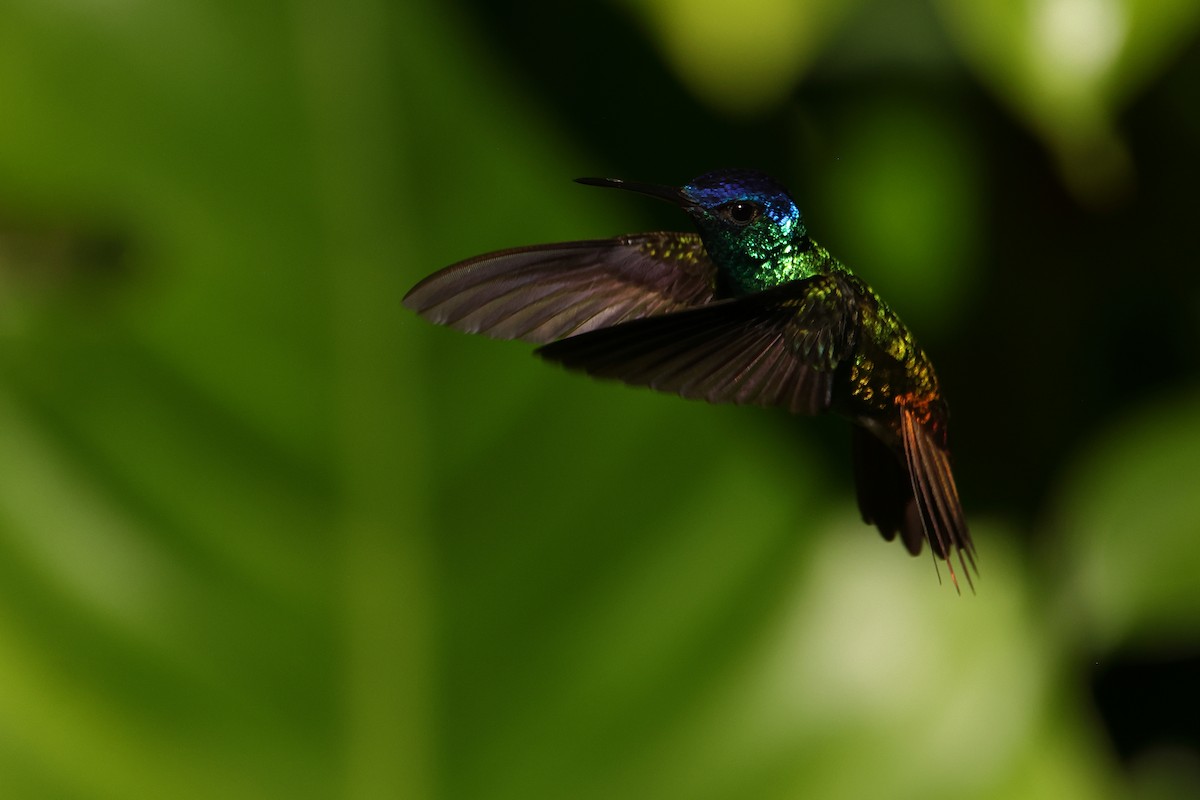 Golden-tailed Sapphire - ML644133970