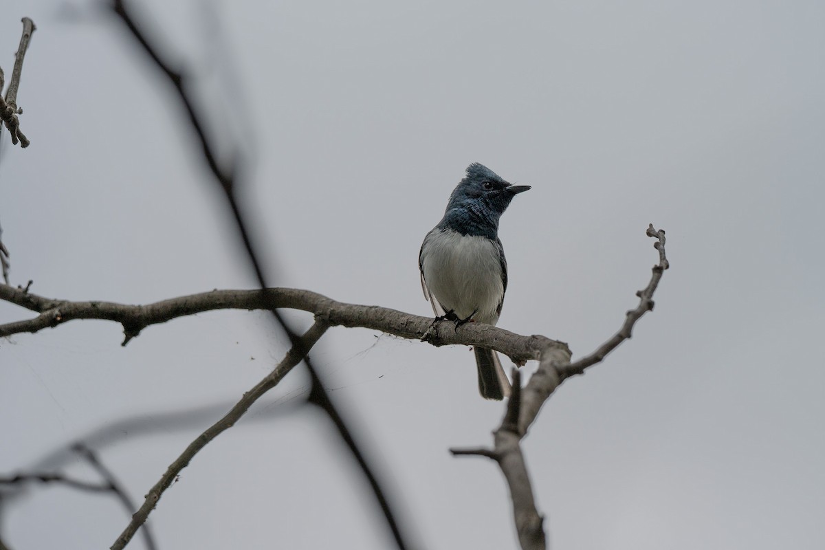 Leaden Flycatcher - ML644133971