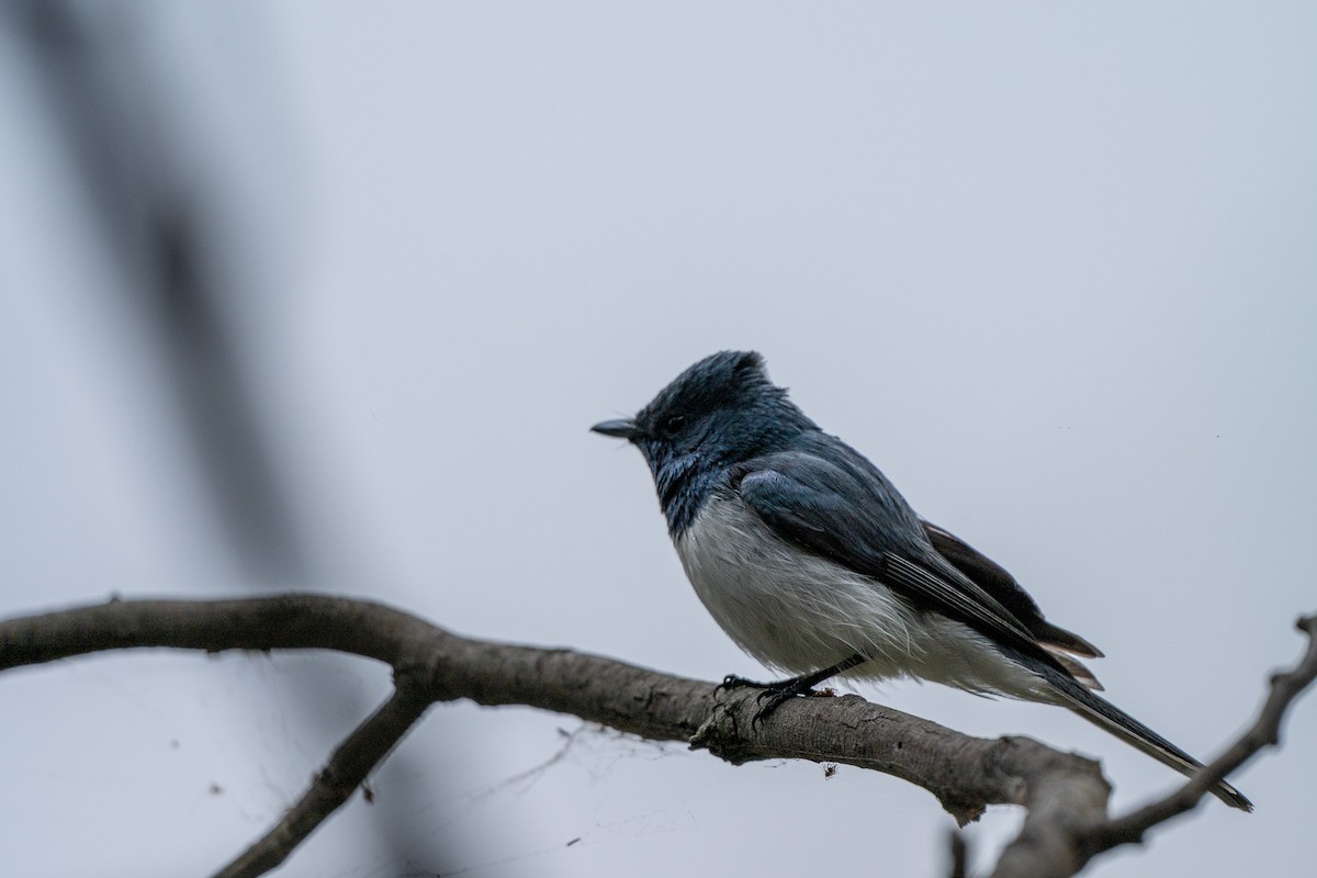 Leaden Flycatcher - ML644133972