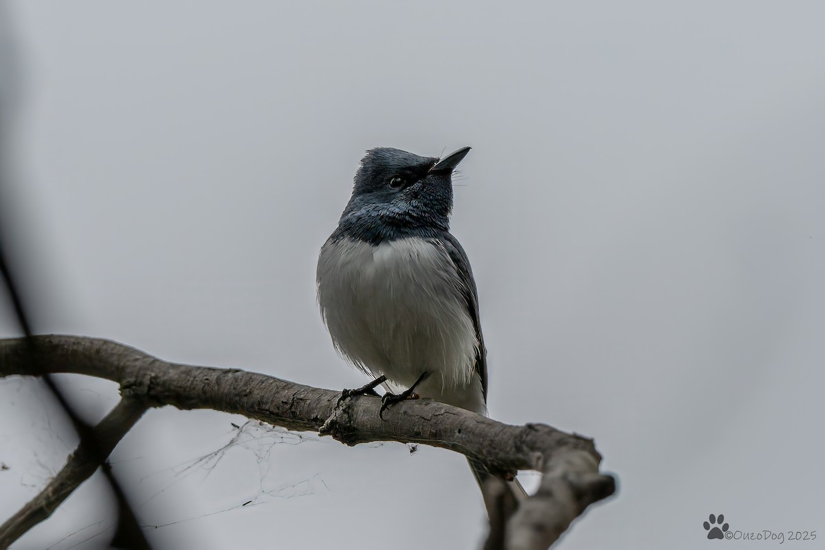 Leaden Flycatcher - ML644133973