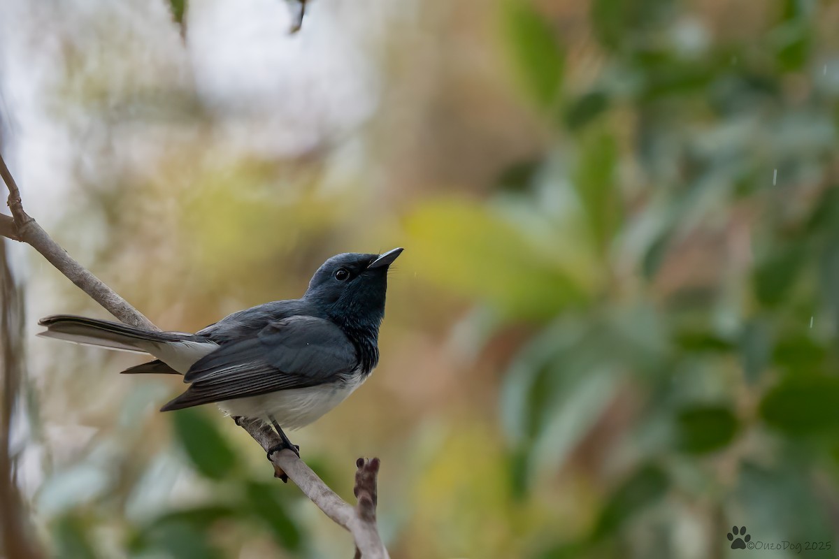 Leaden Flycatcher - ML644133974