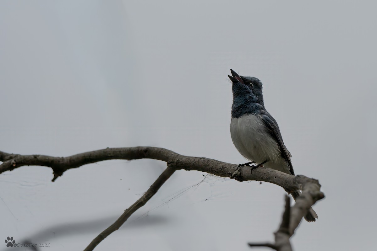 Leaden Flycatcher - ML644133975