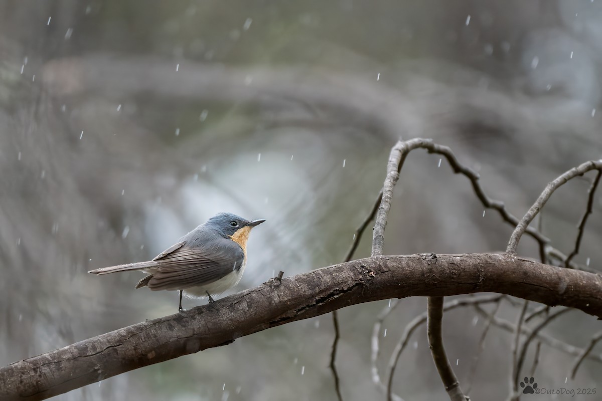 Leaden Flycatcher - ML644133976