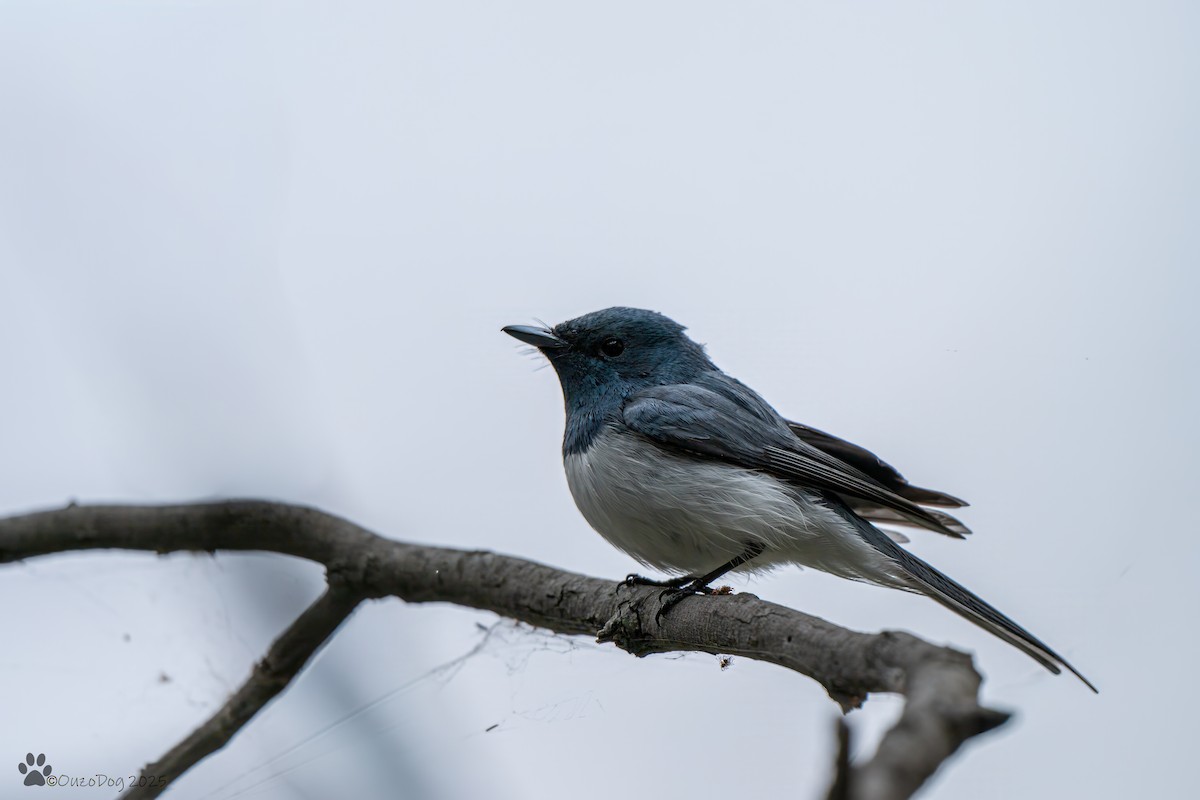Leaden Flycatcher - ML644133977