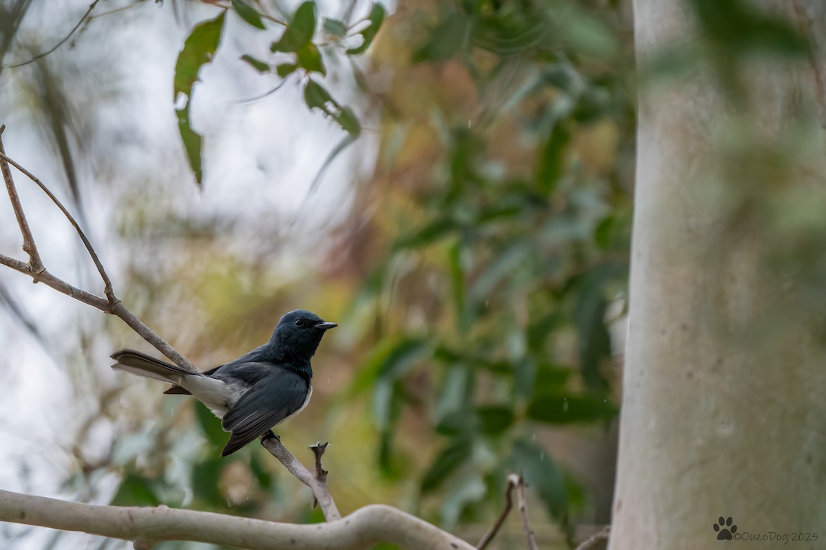 Leaden Flycatcher - ML644133978