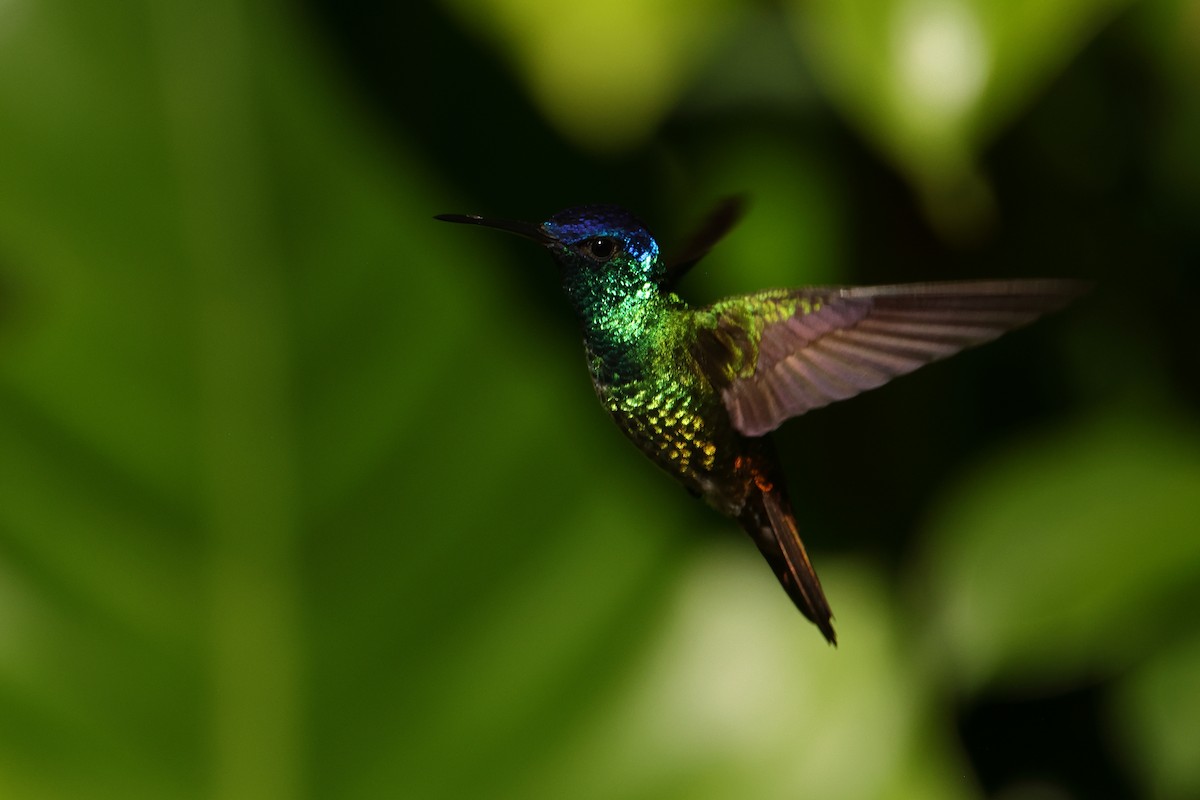 Golden-tailed Sapphire - ML644133989