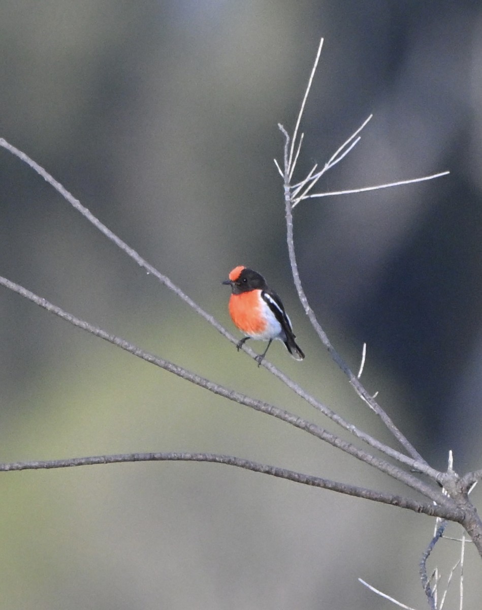 Red-capped Robin - ML644133995
