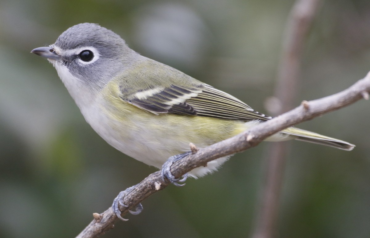 Vireo Solitario - ML644133998