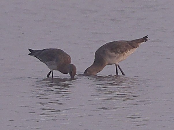 Морин цууцал - ML644134001