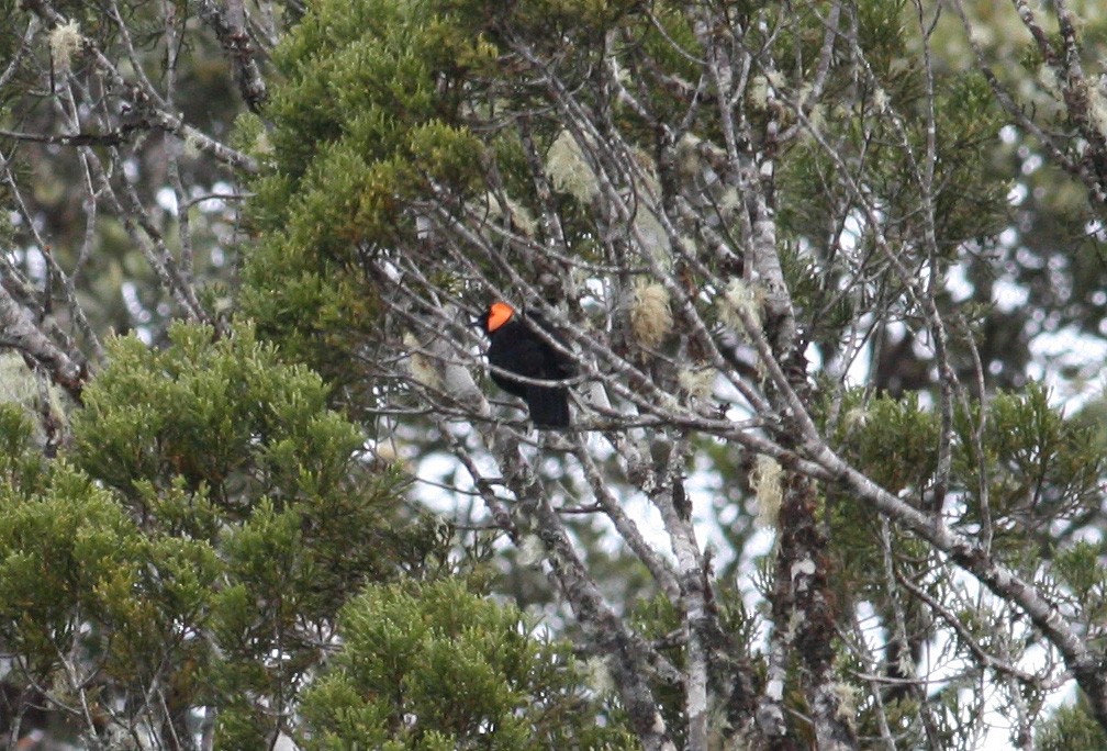 gulskjermhonningeter - ML644134002