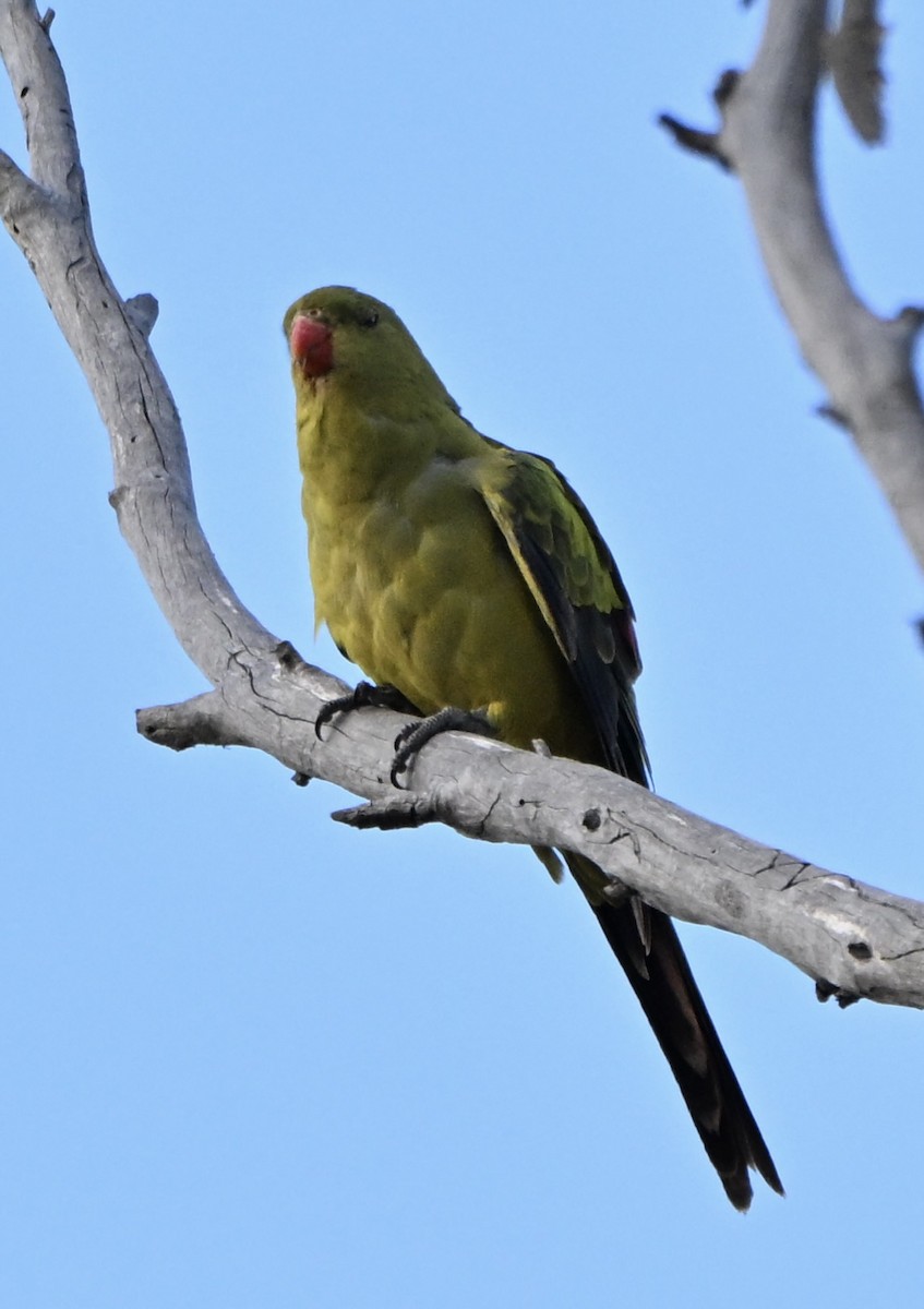 Regent Parrot - ML644134029