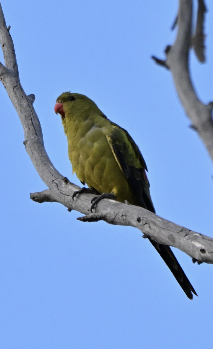 Regent Parrot - ML644134031