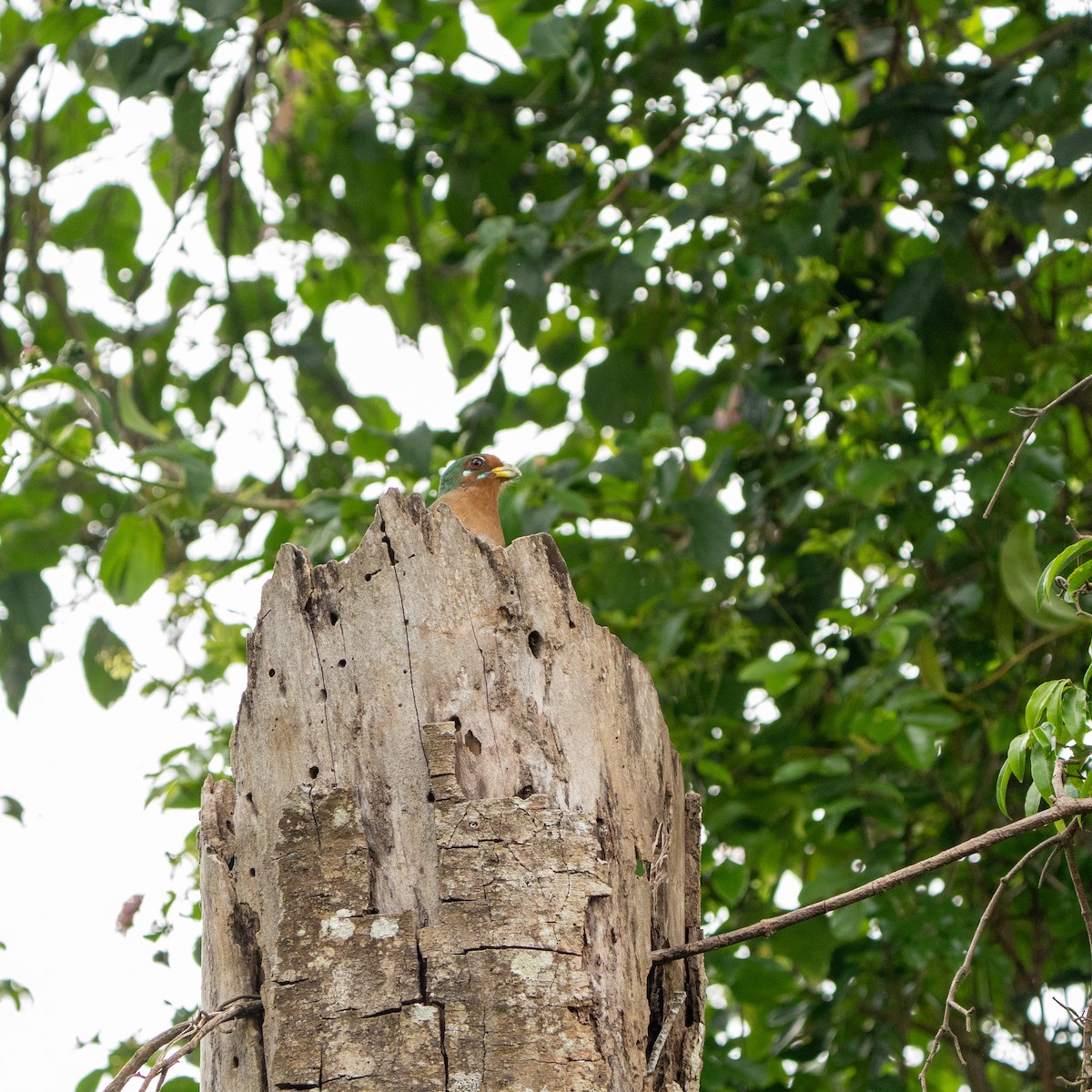 Narina Trogon - ML644134035