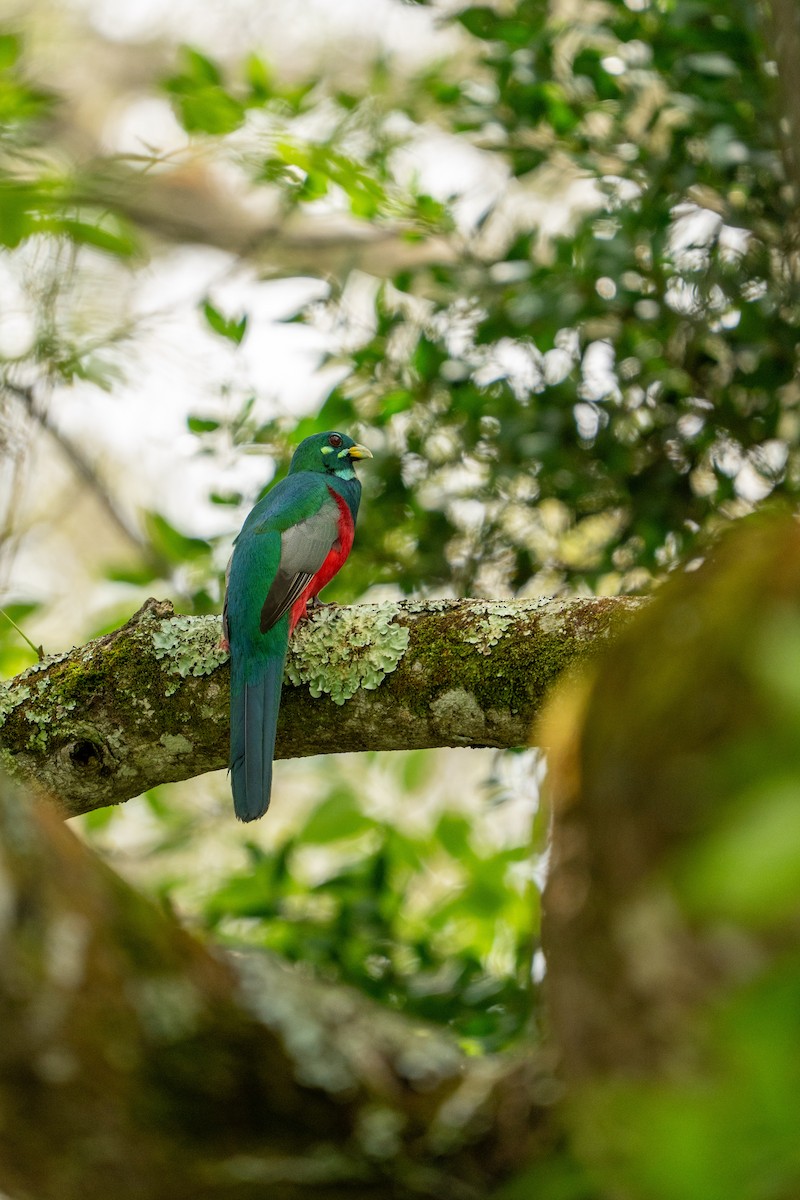 Narina Trogon - ML644134036