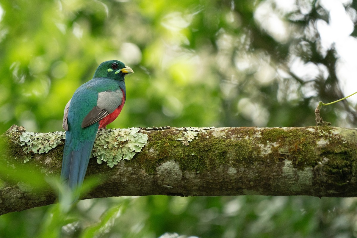 Narina Trogon - ML644134037