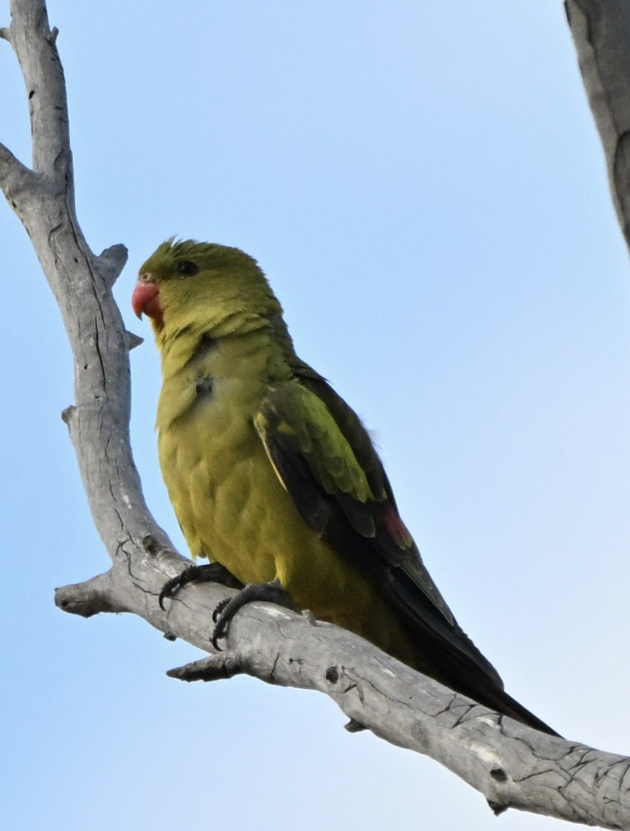 Regent Parrot - ML644134038