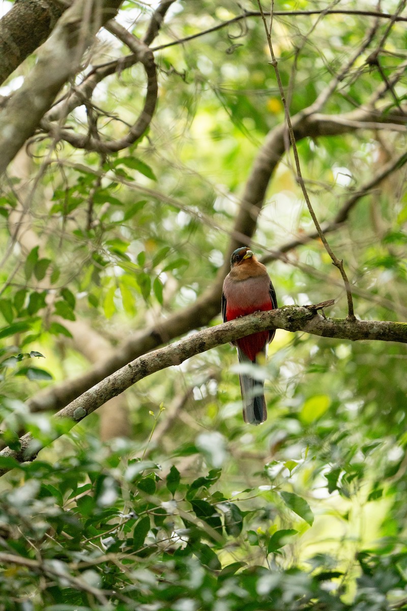 Narina Trogon - ML644134044