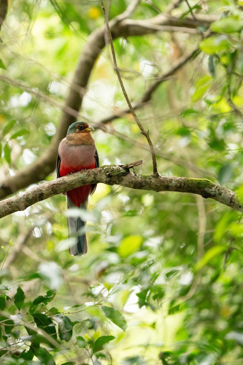 Narina Trogon - ML644134045