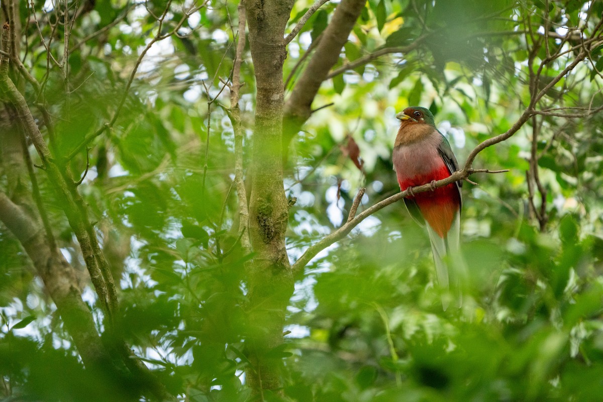 Narina Trogon - ML644134046