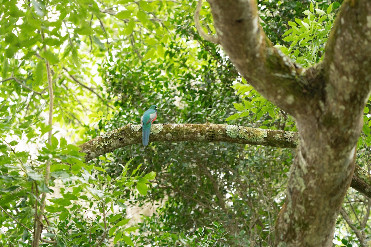 Narina Trogon - ML644134047