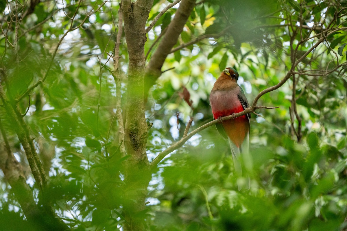 Narina Trogon - ML644134048