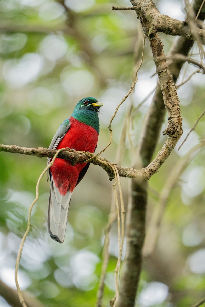 Narina Trogon - ML644134049