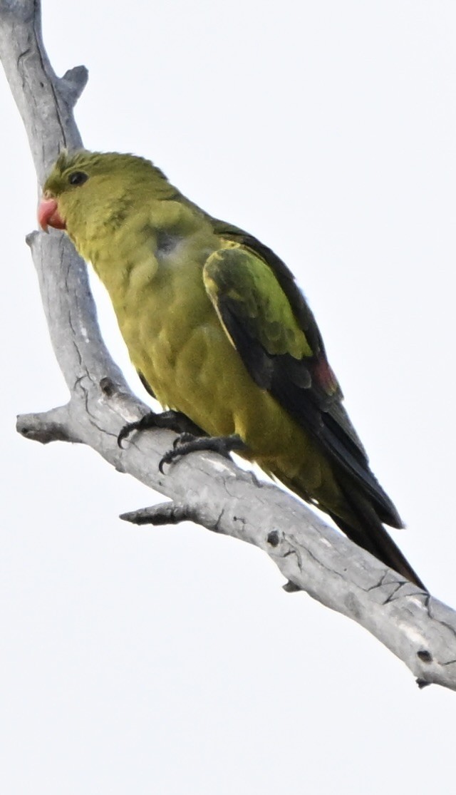 Regent Parrot - ML644134050