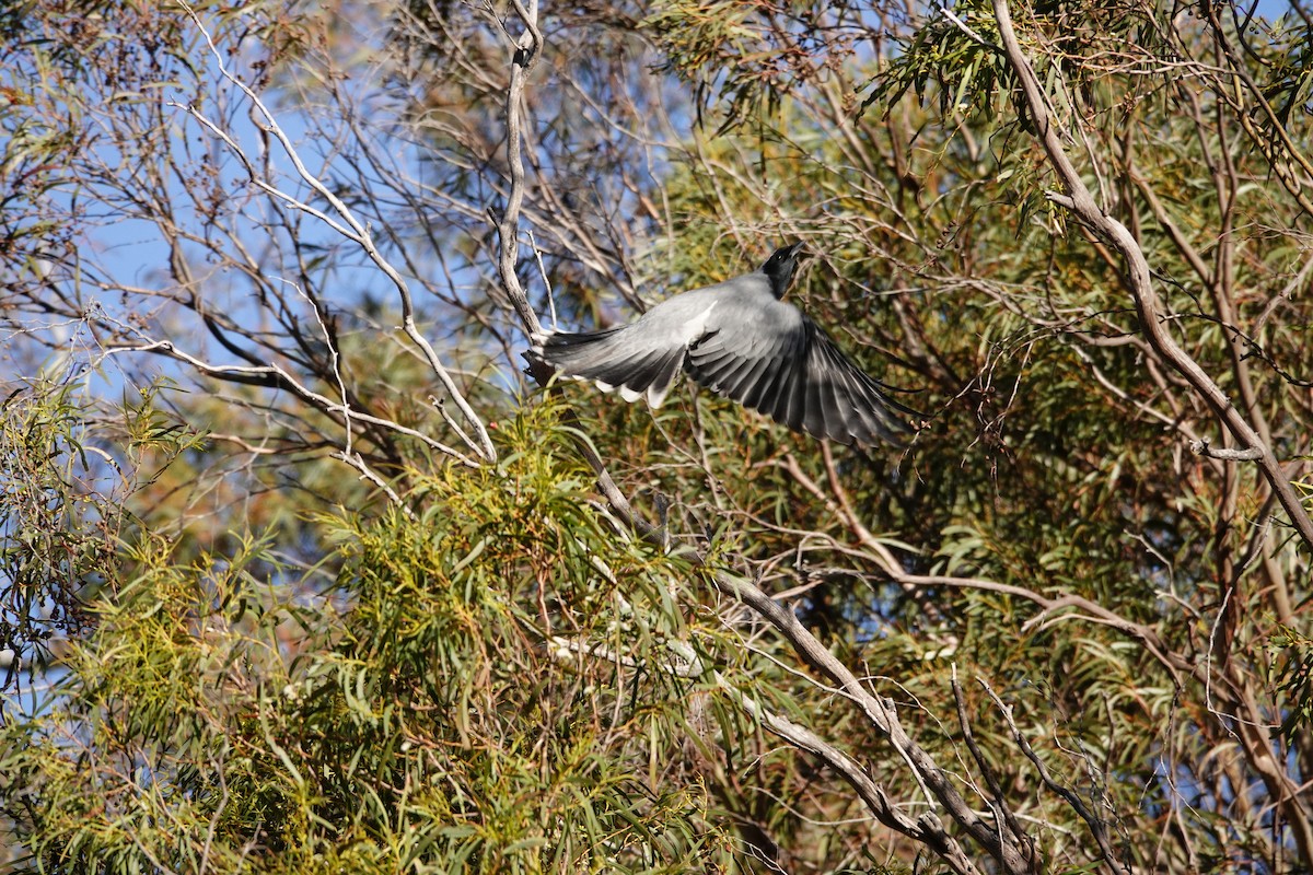 Black-faced Cuckooshrike - ML644134055