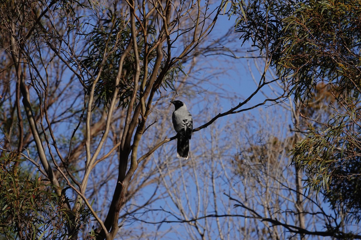 Black-faced Cuckooshrike - ML644134057