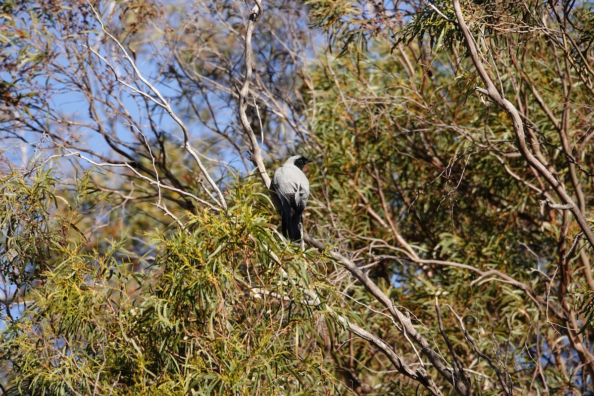 Black-faced Cuckooshrike - ML644134058