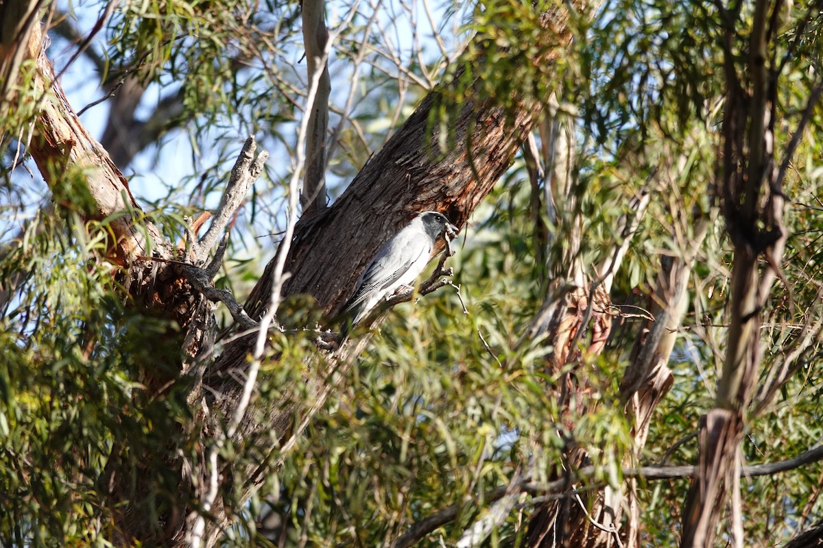 Black-faced Cuckooshrike - ML644134059