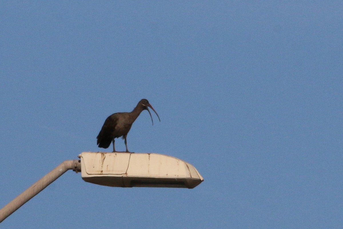 Ibis hagedash - ML644134067