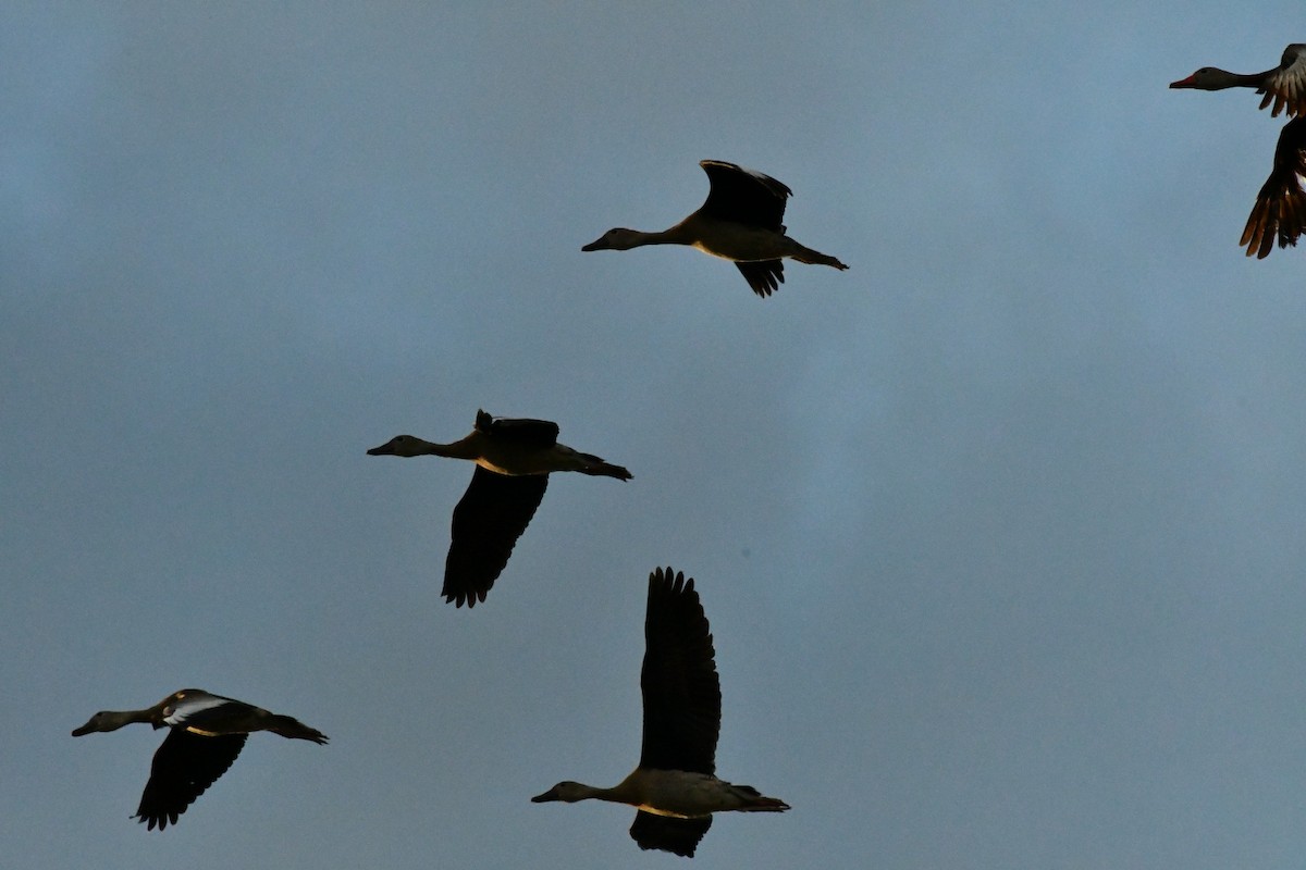 Black-bellied Whistling-Duck - ML644134070