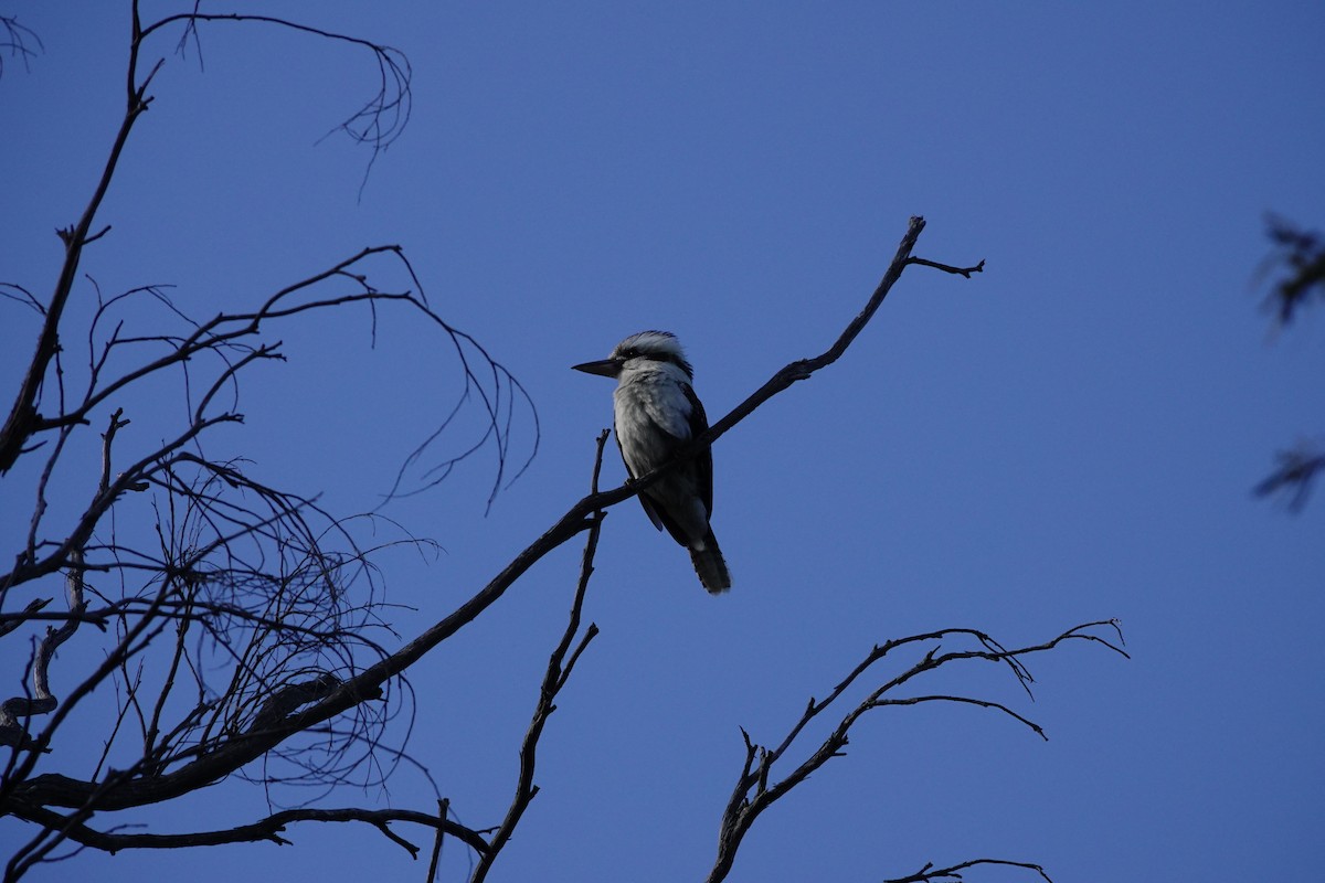 Laughing Kookaburra - ML644134081