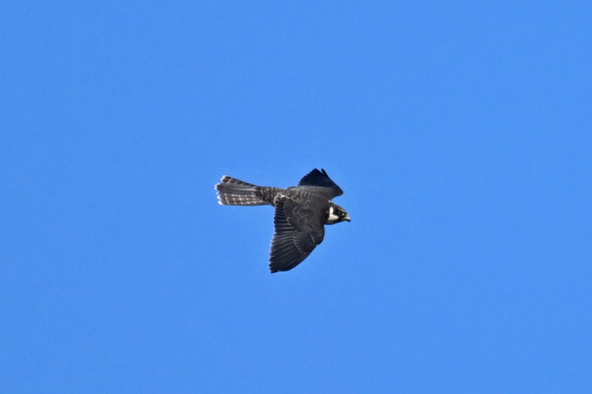 Eurasian Hobby - ML644134085