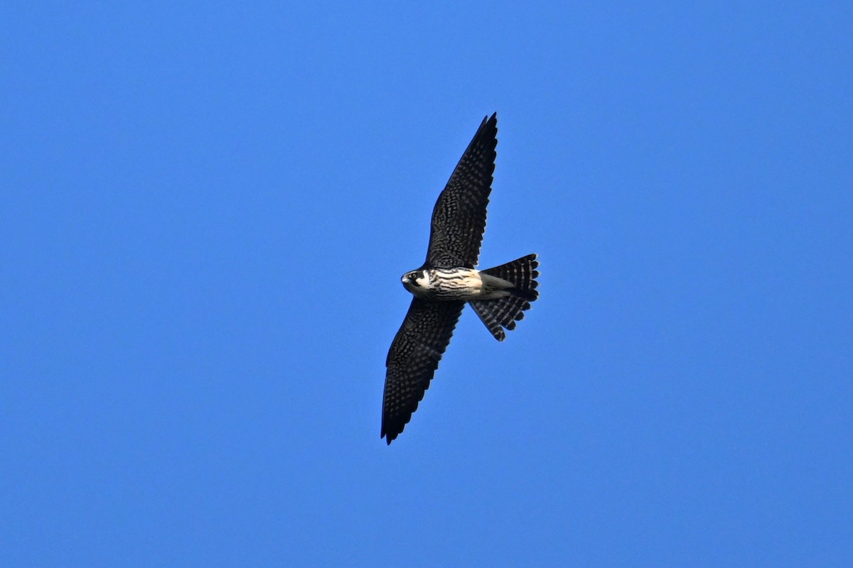 Eurasian Hobby - ML644134086