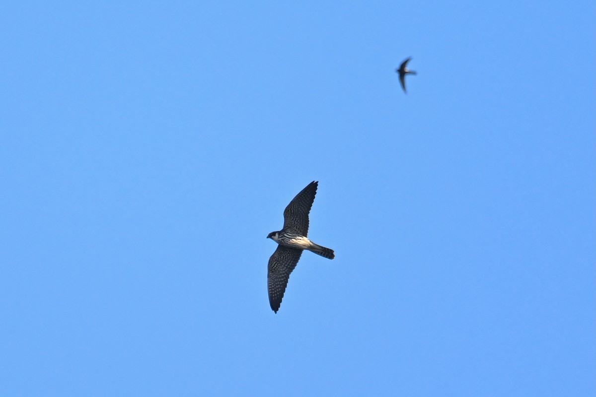 Eurasian Hobby - ML644134087