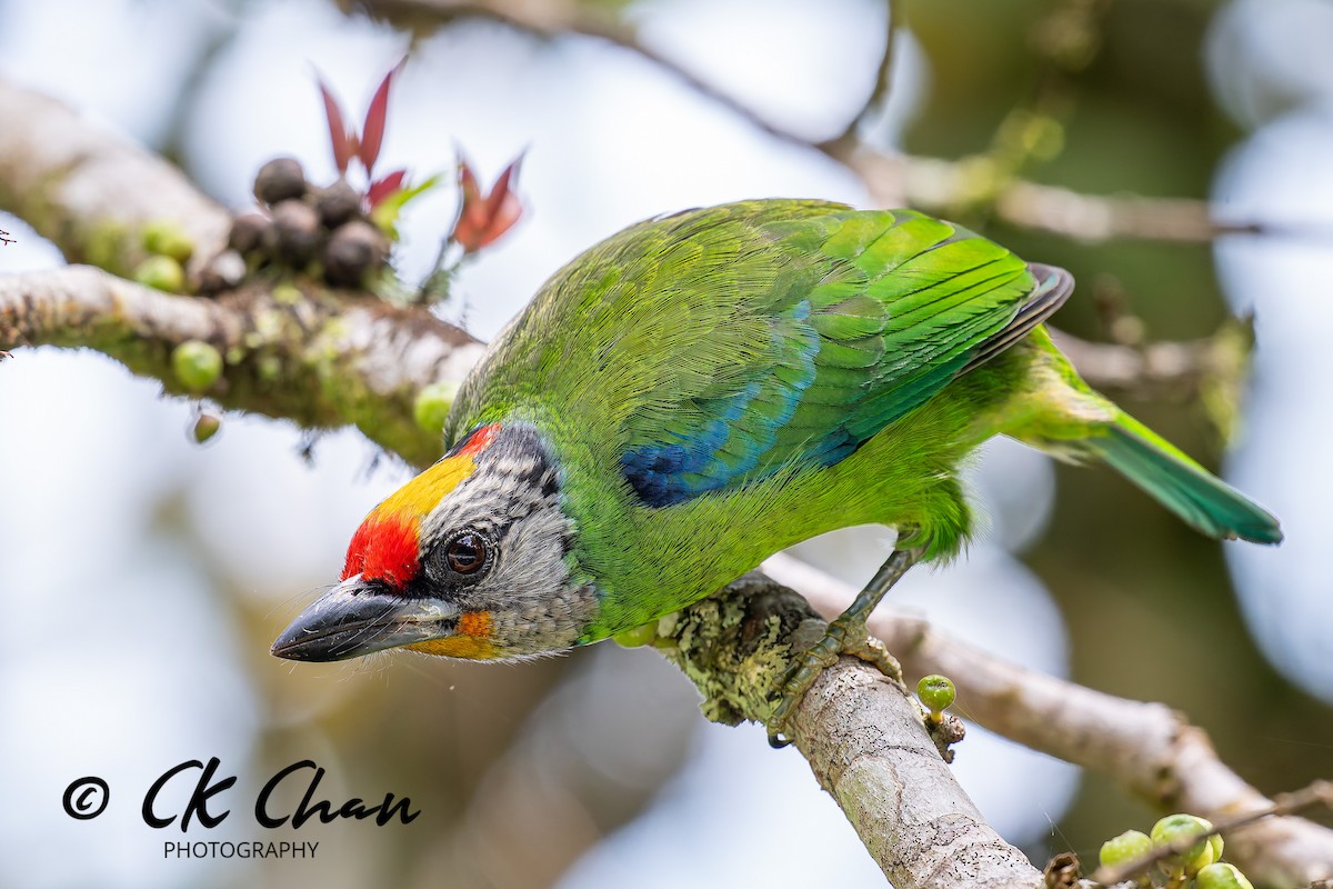 Желтогорлый бородастик - ML644134094