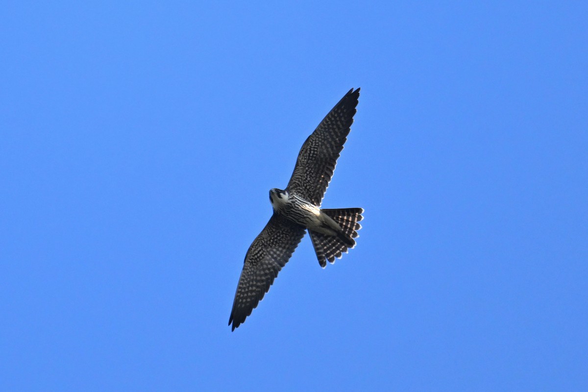 Eurasian Hobby - ML644134095