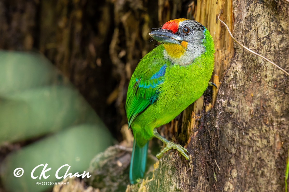 Желтогорлый бородастик - ML644134098