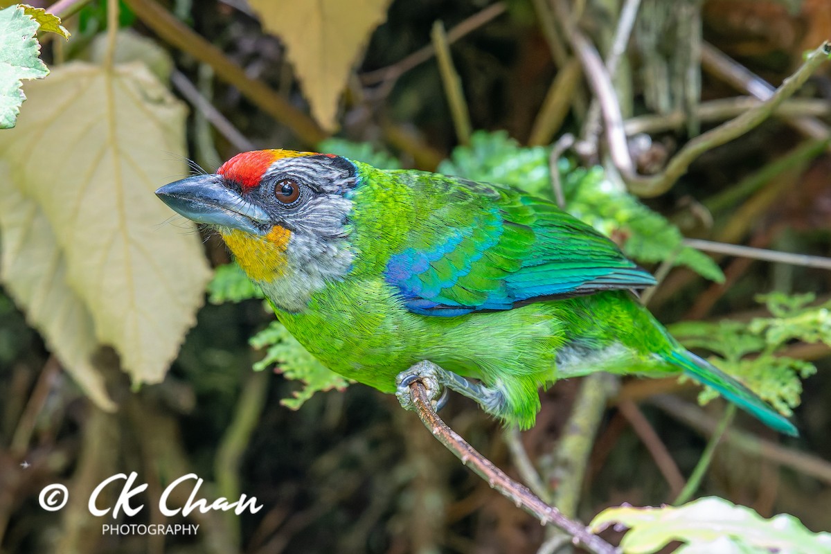 Желтогорлый бородастик - ML644134104