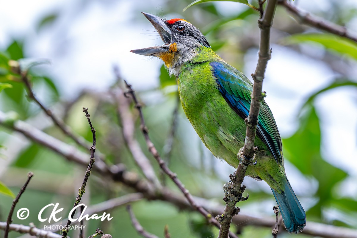 Желтогорлый бородастик - ML644134106