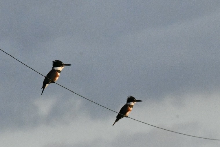 Belted Kingfisher - ML644134110