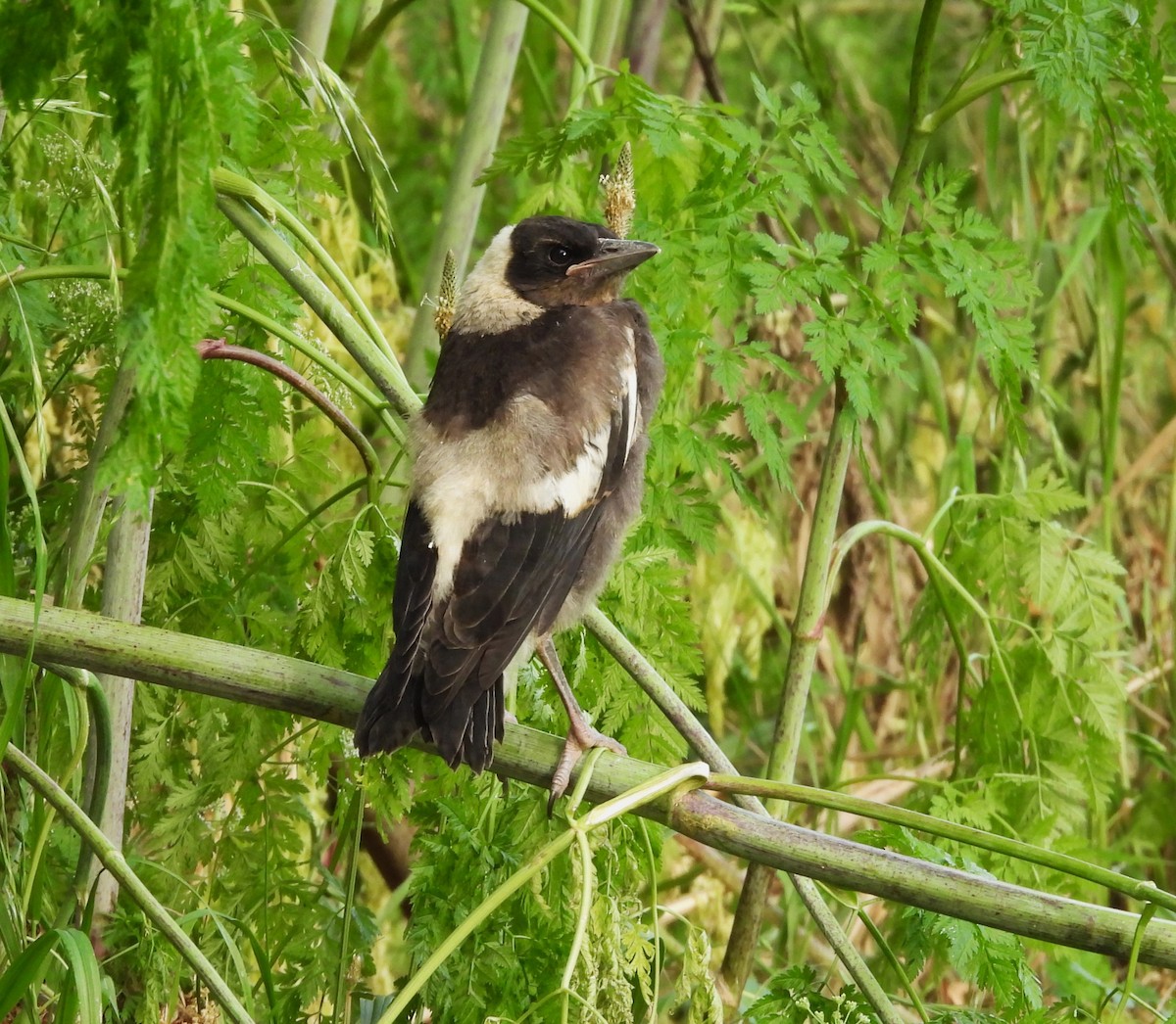 Australian Magpie - ML644134114