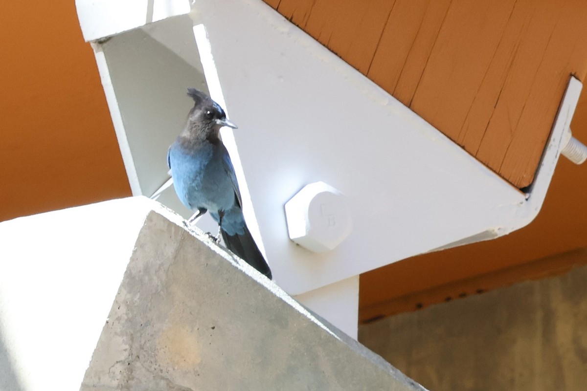 Steller's Jay - ML644134115