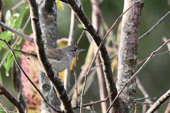 Northern House Wren - ML644134120
