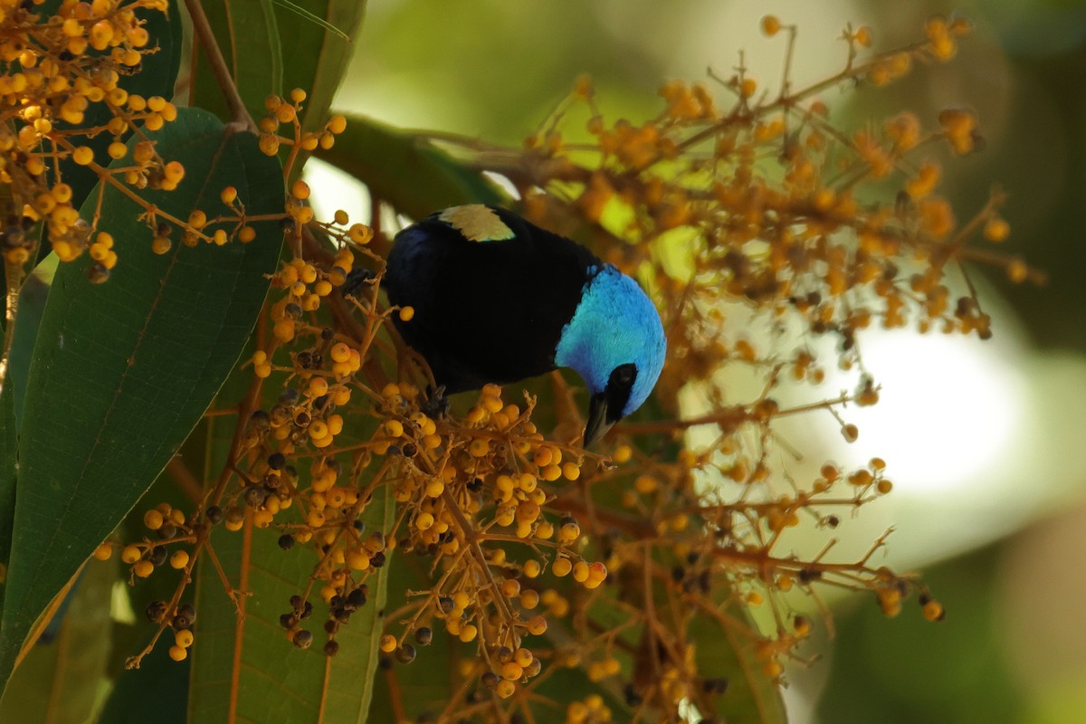 Blue-necked Tanager - ML644134122