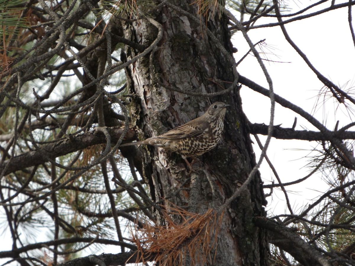 ヤドリギツグミ - ML644134124