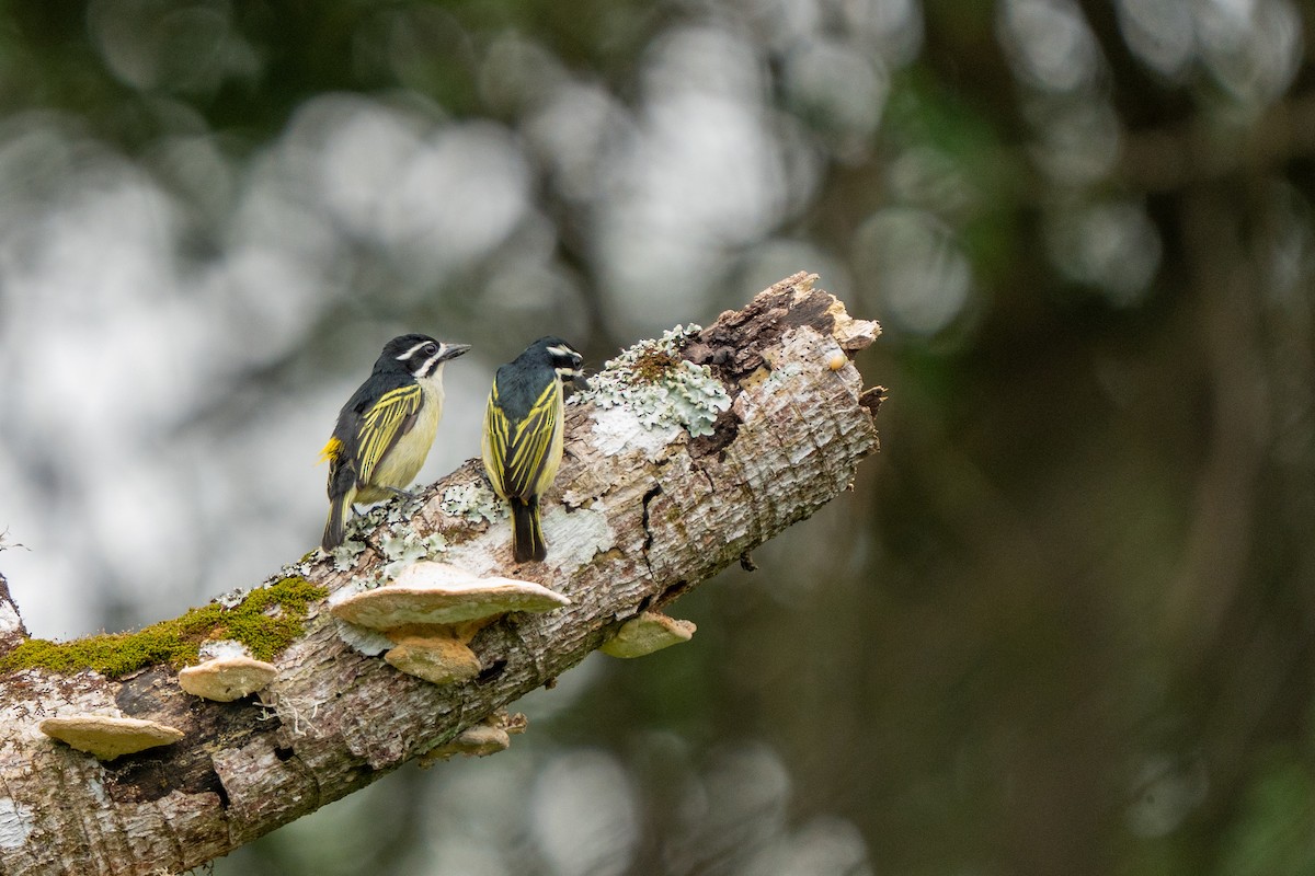 Küçük Maskeli Cüce Barbet - ML644134128